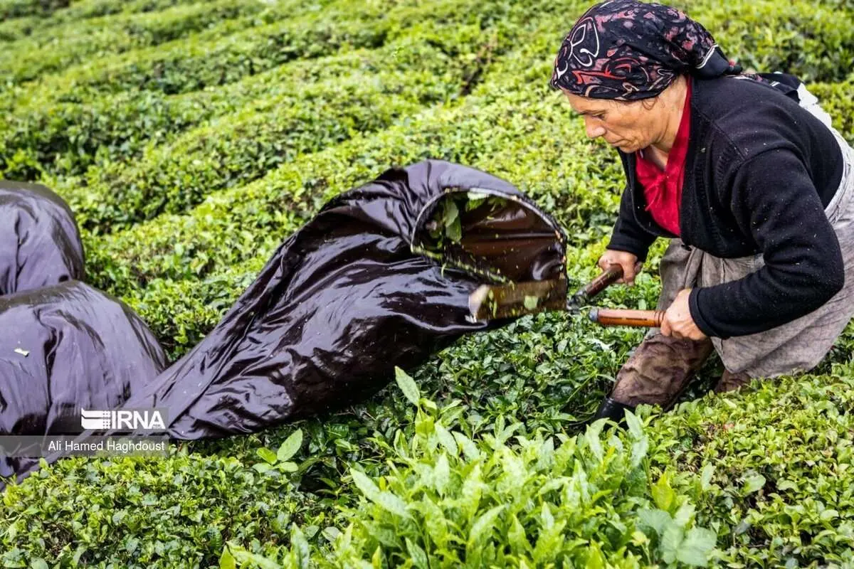 (تصاویر) چای لاهیجان