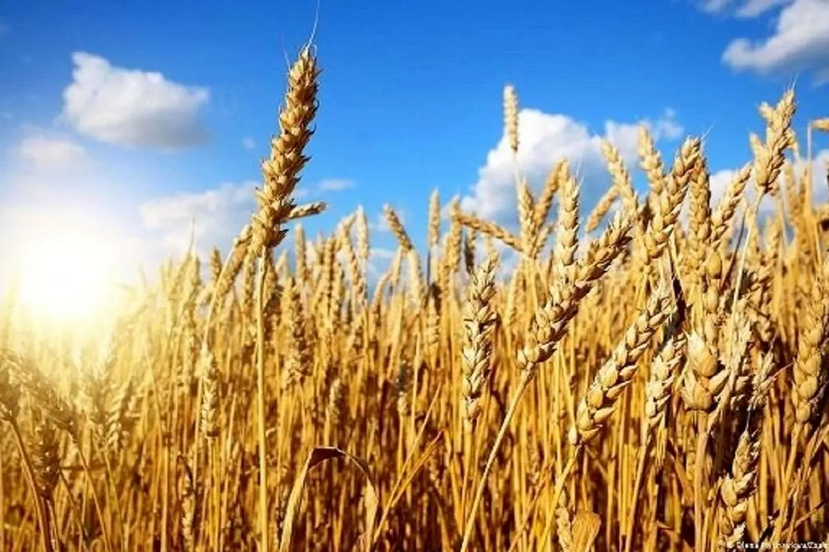 امسال در تولید گندم خودکفا میشویم