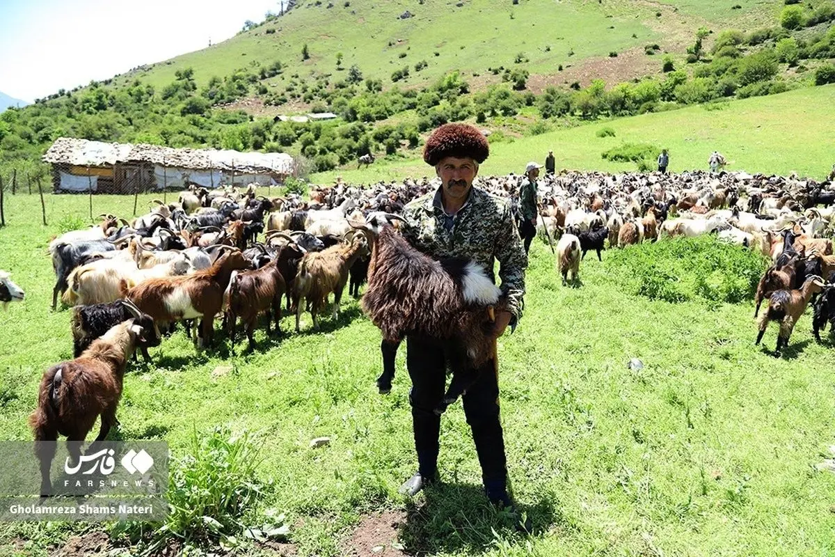 (تصاویر) قُرُق شکنی مراتع کلاردشت