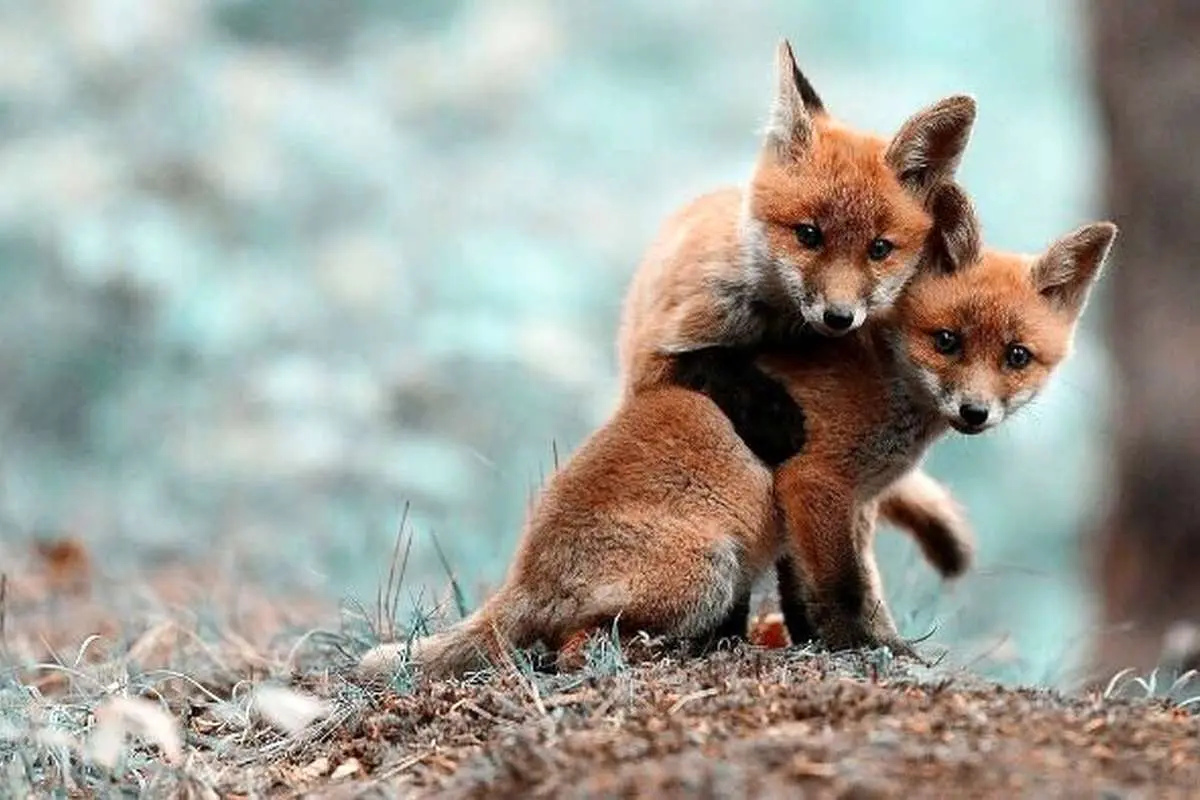 (ویدئو) تولد توله روباه‌های ملوس در پناهگاه کیاسر مازندران