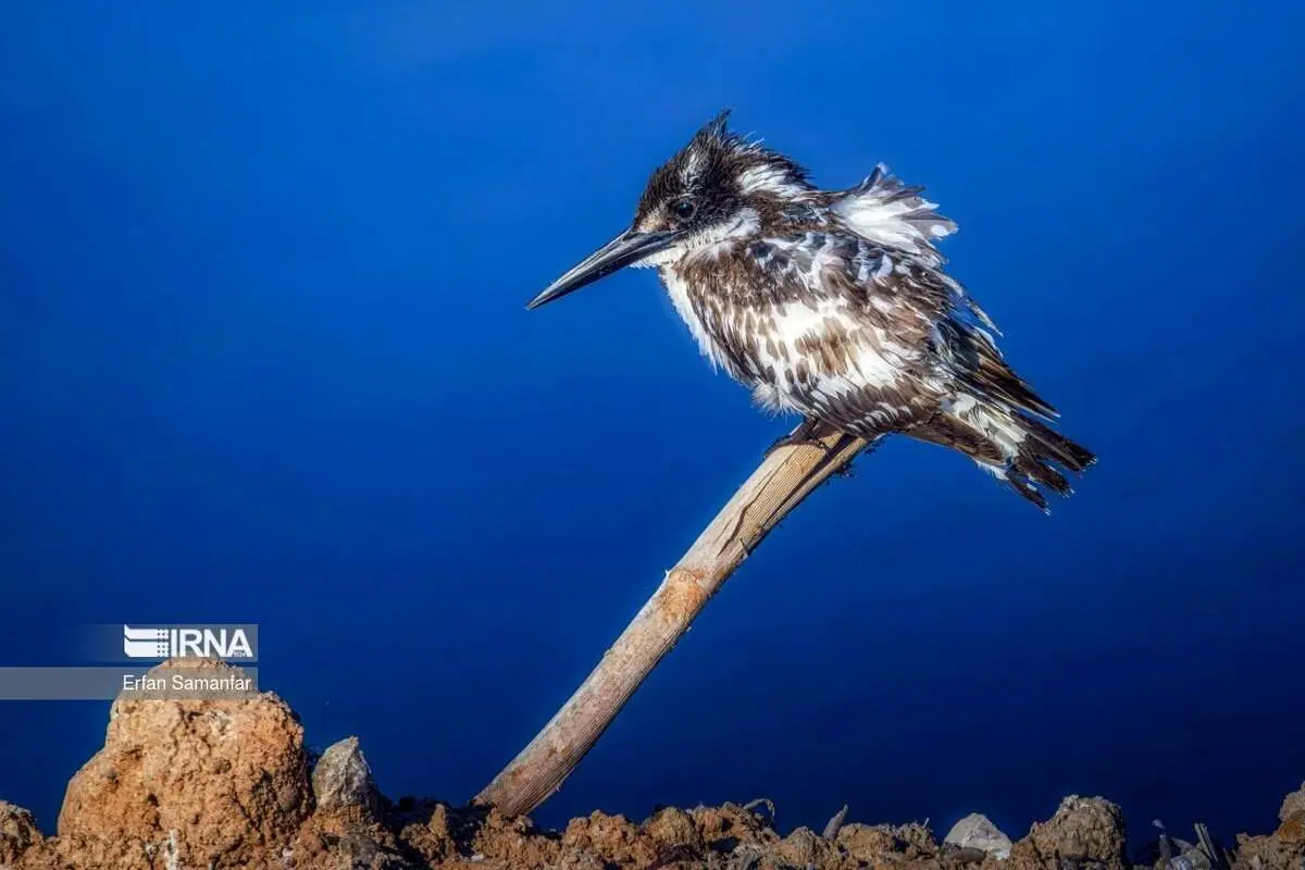 (تصاویر) حیات وحش منطقه «چمیم» در حمیدیه خوزستان