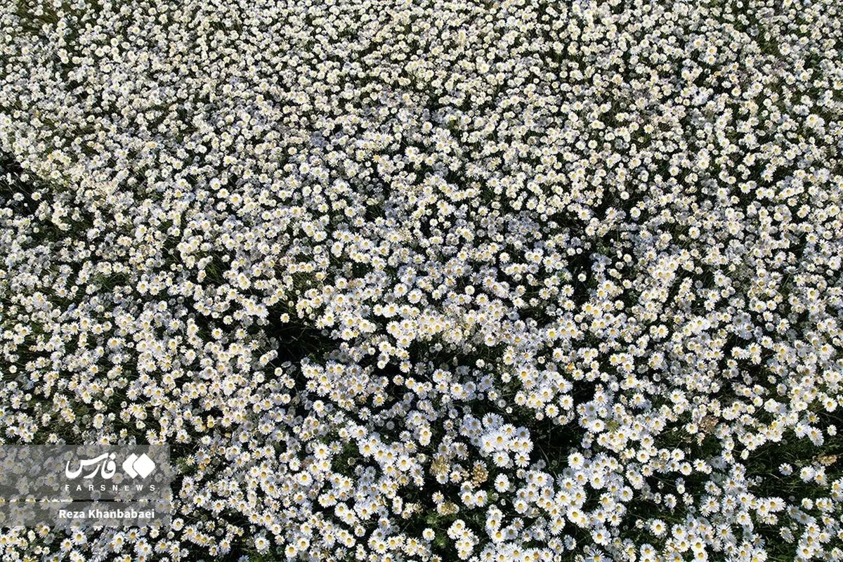 (تصاویر) جنگل فندقلو؛ سرزمین گل‌های بابونه