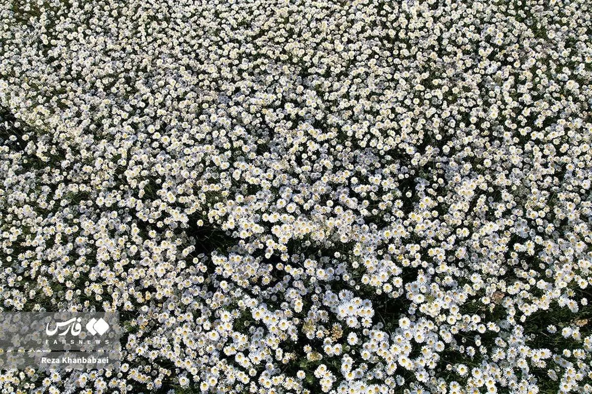 (تصاویر) جنگل فندقلو؛ سرزمین گلهای بابونه