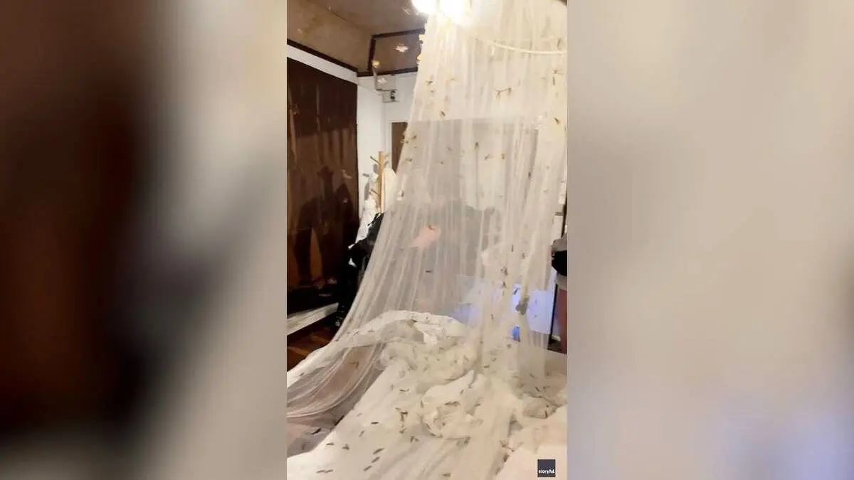 (ویدئو) هجوم صدها شاپرک به اتاق دو گردشگر