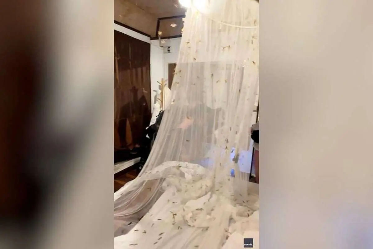 (ویدئو) هجوم صدها شاپرک به اتاق دو گردشگر