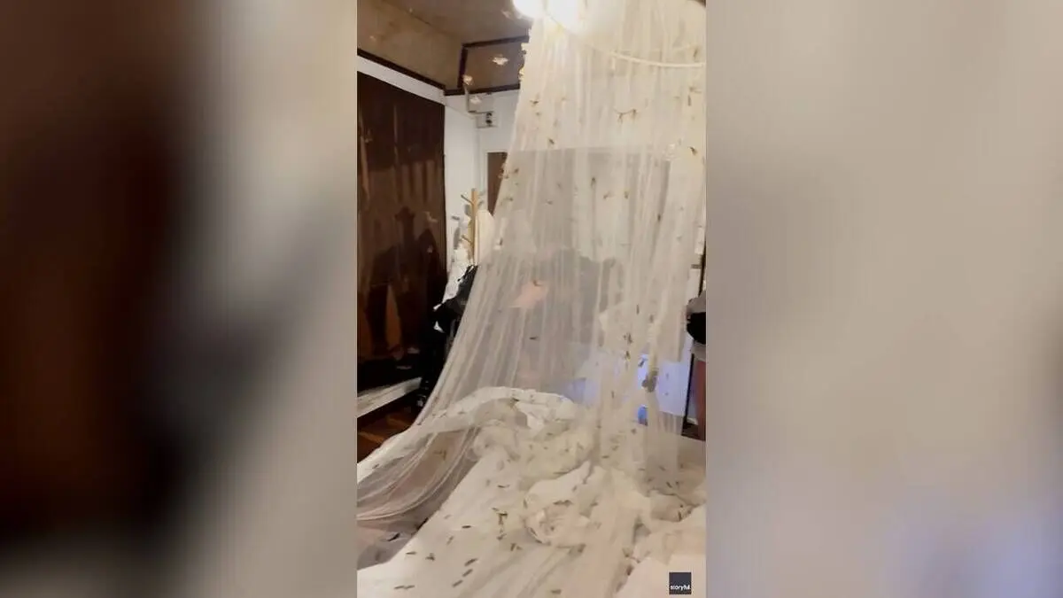 (ویدئو) هجوم صدها شاپرک به اتاق دو گردشگر