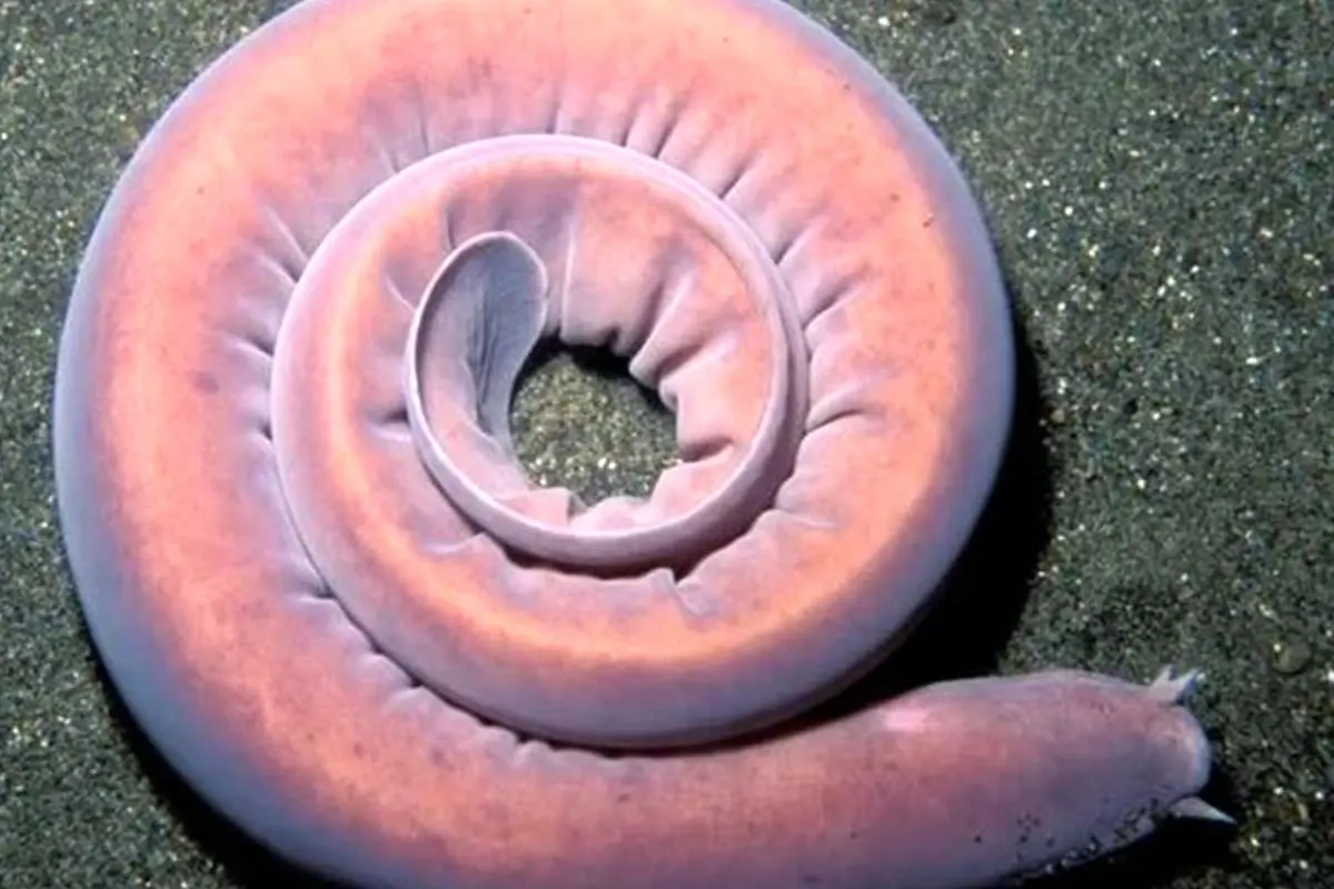 (عکس) جانور عجیبی که کوسه را با «اسلایم» خفه می‌کند