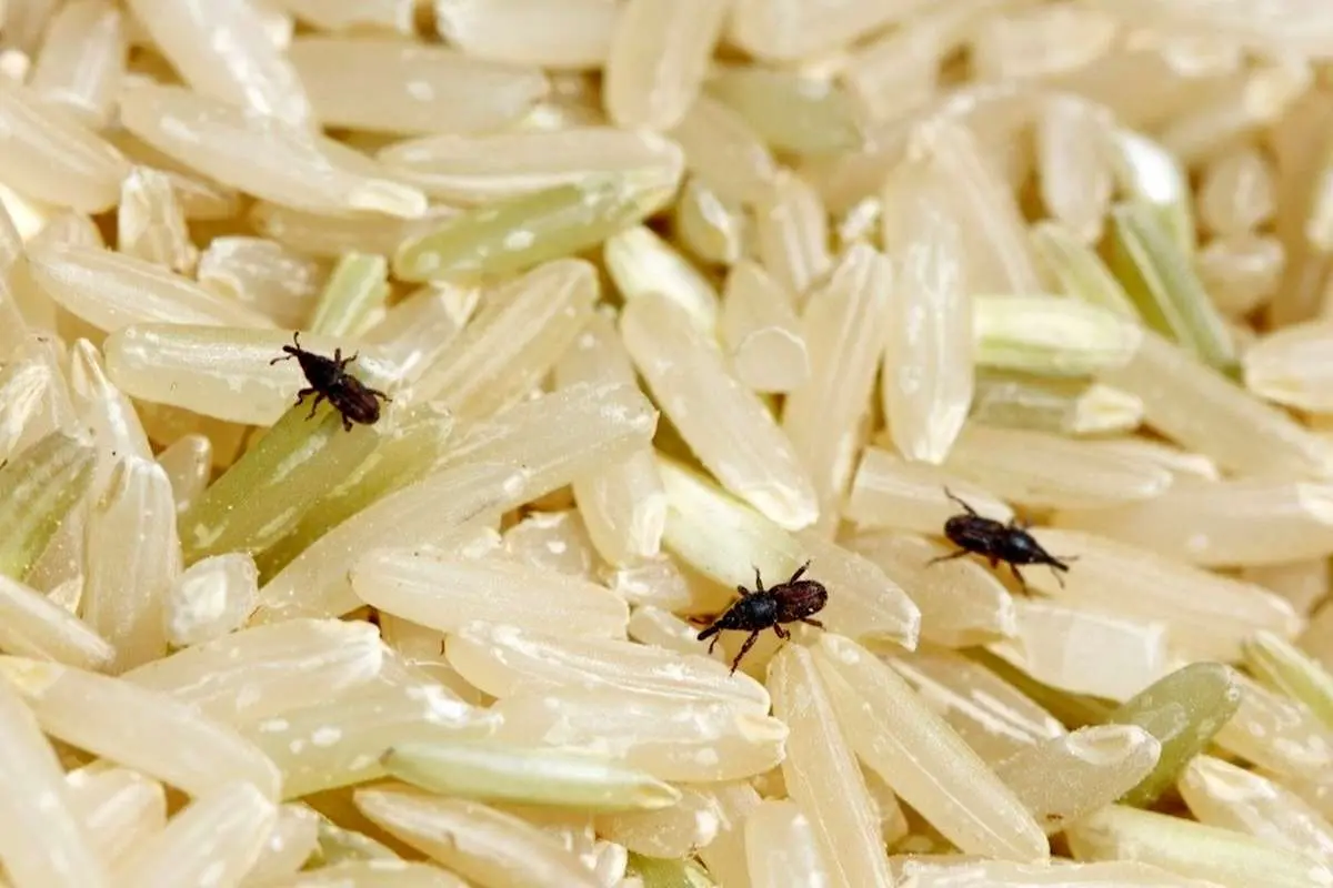 ۳ روش تضمینی برای از بین بردن حشره برنج