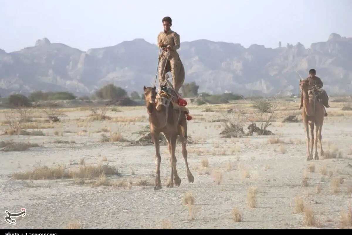 (تصاویر) مسابقات شتردوانی در چابهار