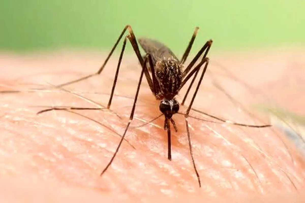 «تب دانگ» چیست و چگونه منتقل می‌شود؟