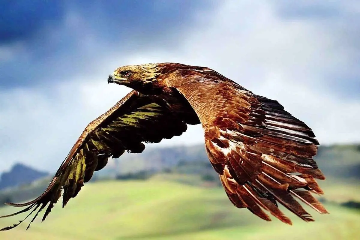 عقاب‌های ایران کودکان را شکار می‌کنند؟