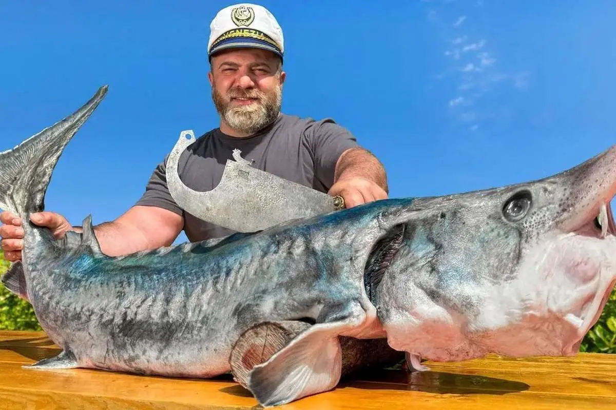 (ویدئو) پخت فیل ماهی با سبزیجات به روش آشپز مشهور روستایی در آذربایجان