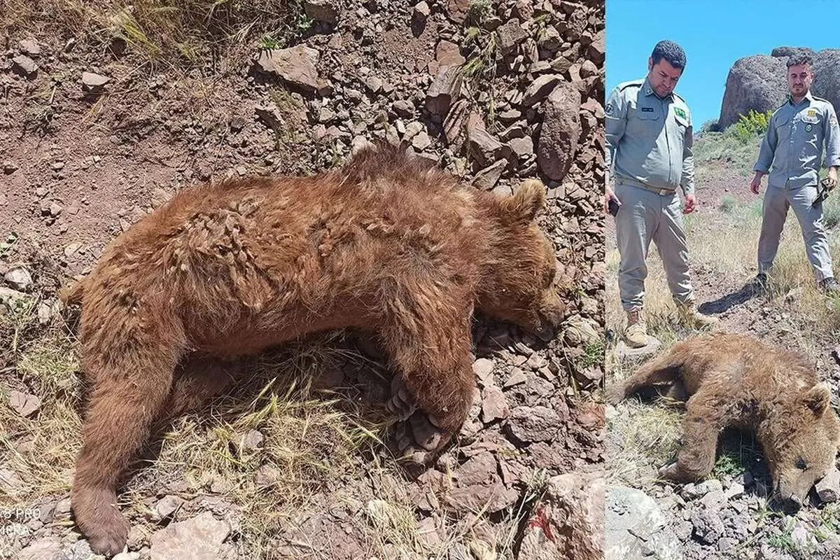 کشته شدن خرس قهوه‌ای بر اثر برخورد با خودرو