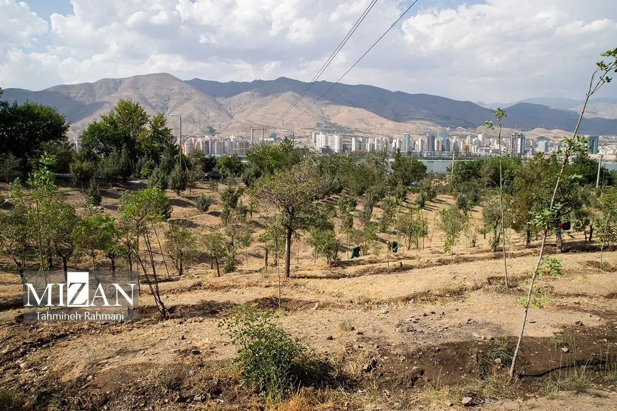 (تصاویر) وضعیت درختان پارک جنگلی چیتگر