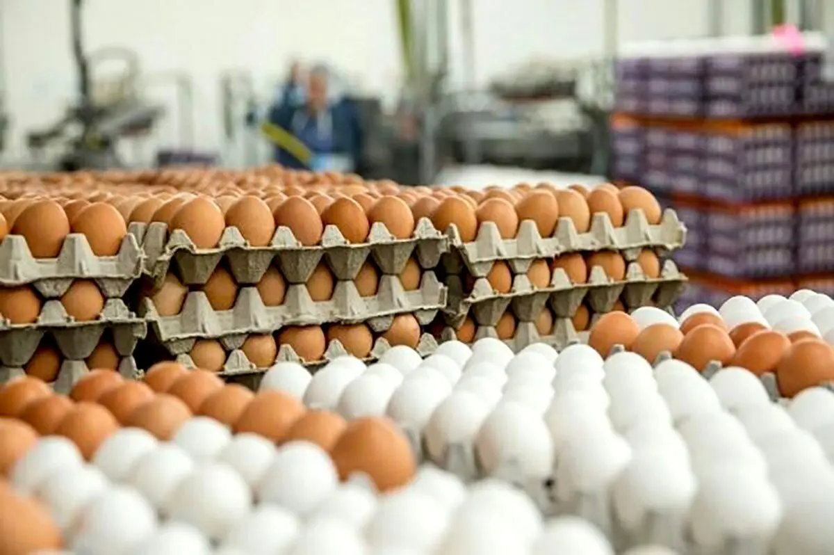 قیمت تخم مرغ در بازار امروز ۲ تیر ۱۴۰۳