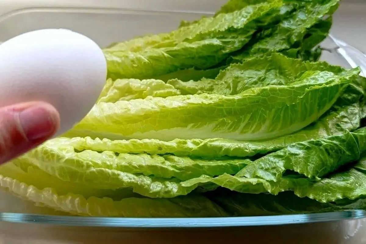 (ویدئو) طرز تهیه یک غذای آسان و ارزان با کاهو، سیب زمینی و تخم مرغ