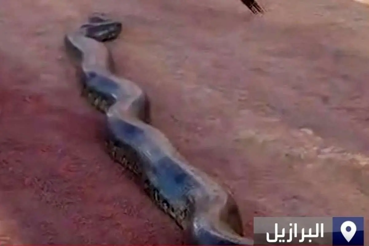 (ویدئو) مشاهده یک آناکوندا غول‌پیکر در جاده