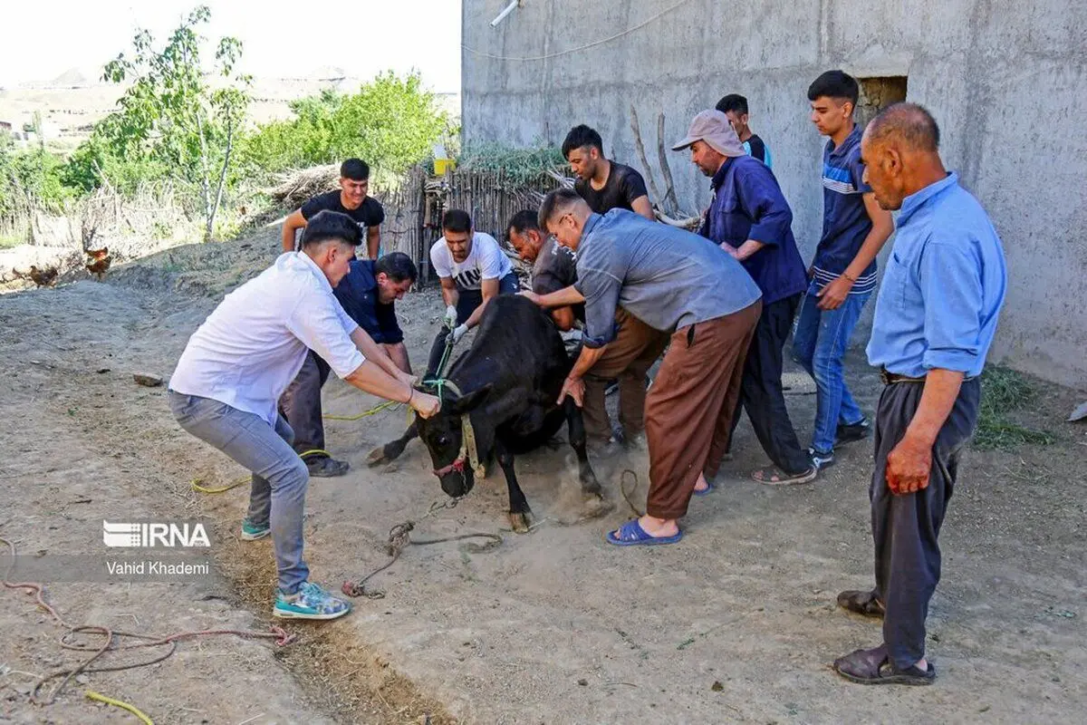 (تصاویر) سنت عید قربان در جرگلان