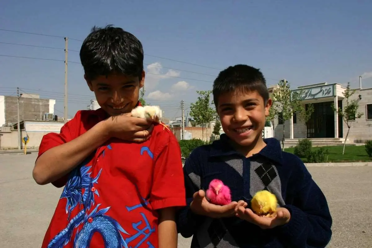 سرنوشت جوجه‌های نر در مرغداری‌ها