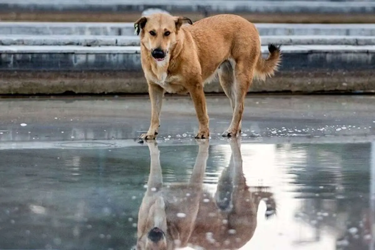 حمله سگ‌های ولگرد به یک دانش‌آموز