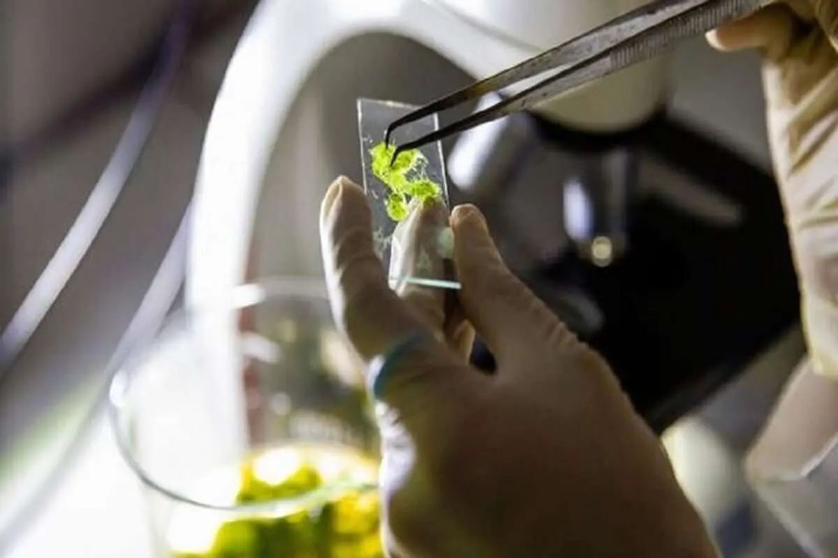 پنل‌های خورشیدی را فراموش کنید، جلبک‌ها می‌آیند!