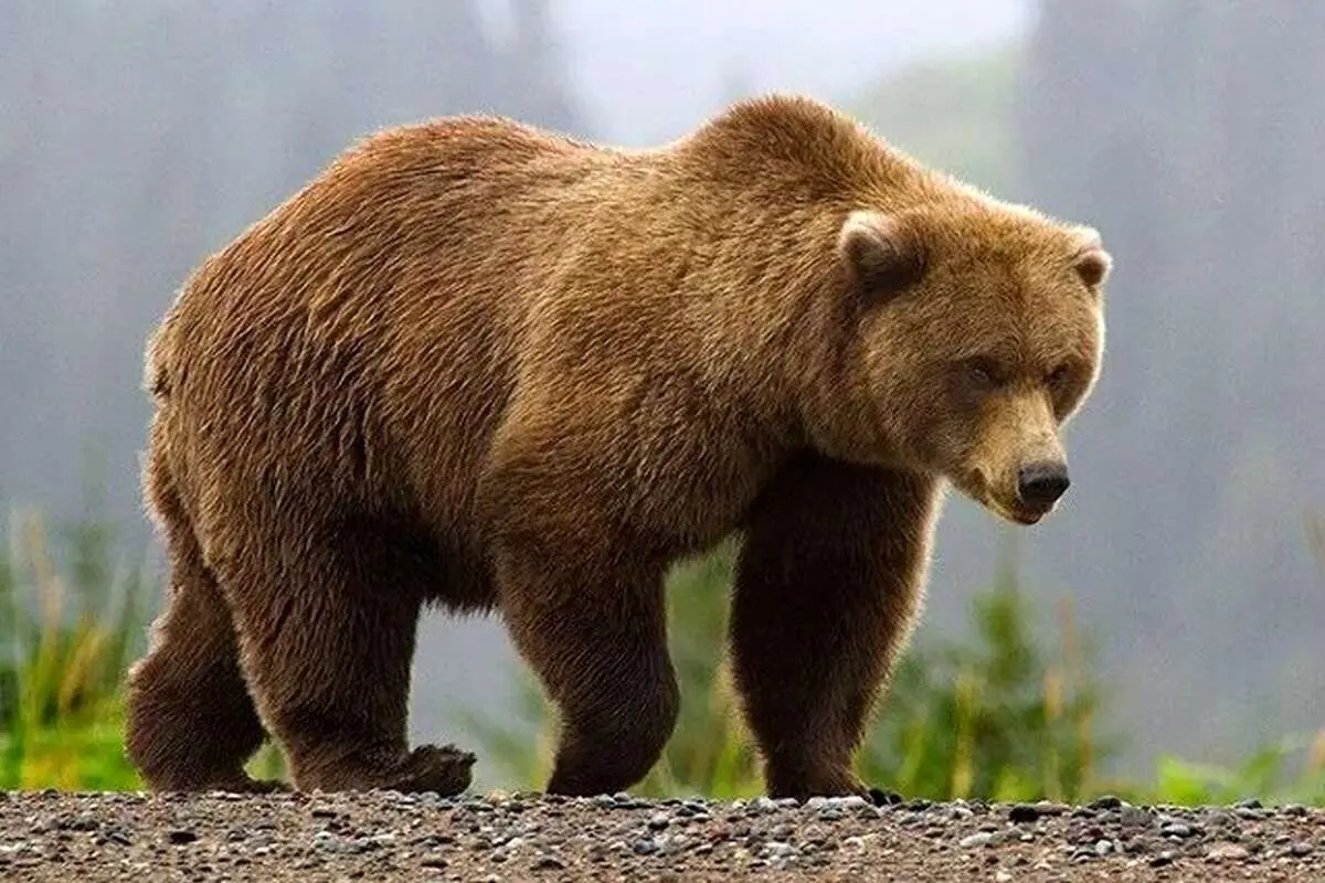 (ویدیو) مشاهده خرس قهوه‌ای در منطقه تفریحی ایلام