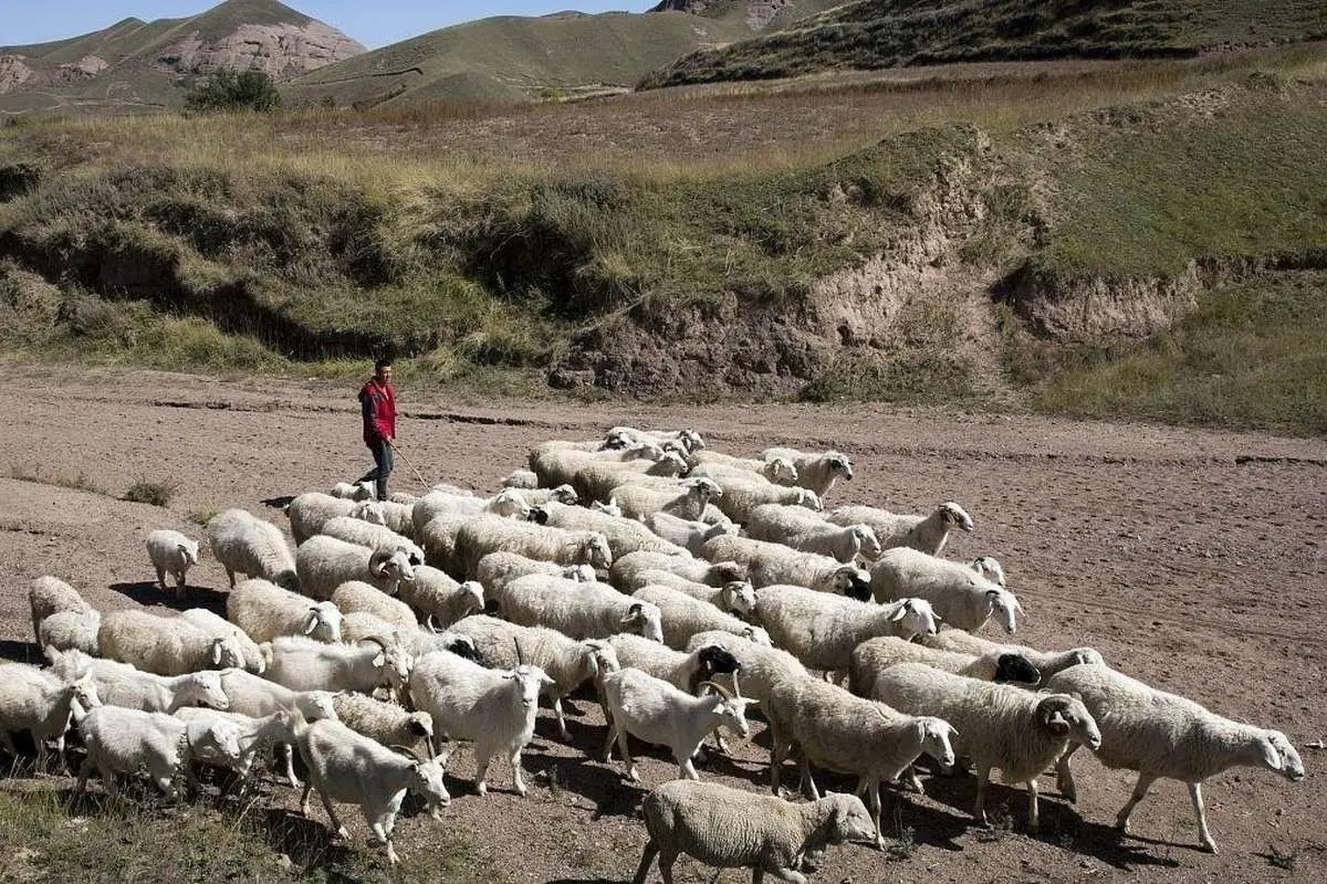 (ویدئو) حمام تابستانی گوسفندان در منطقه خودمختار سینکیانگ چین