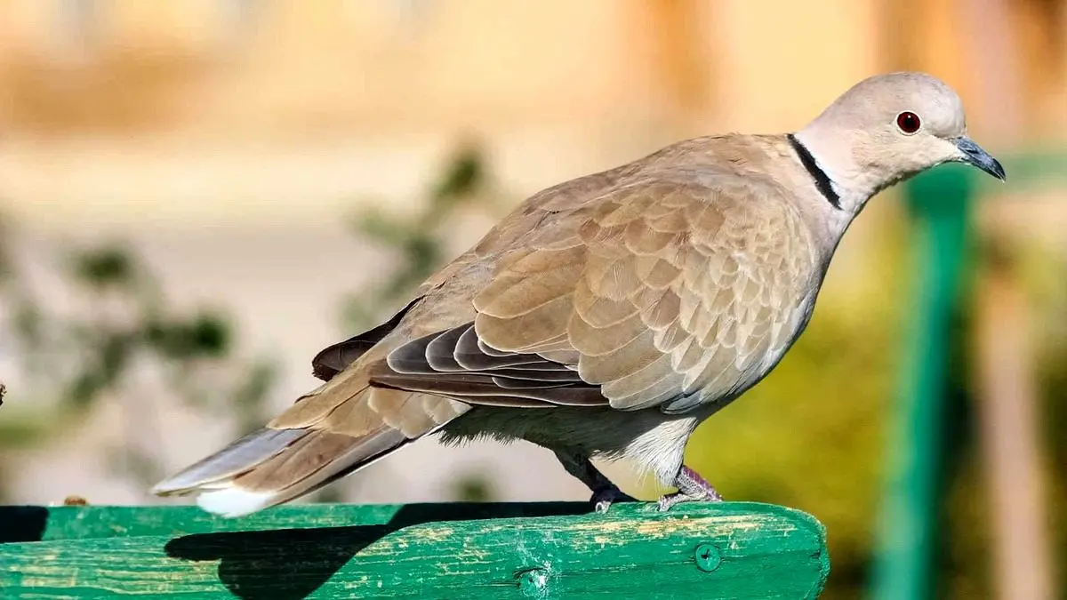 (ویدئو) کودک فلسطینی «یاکریم» شکار کرد