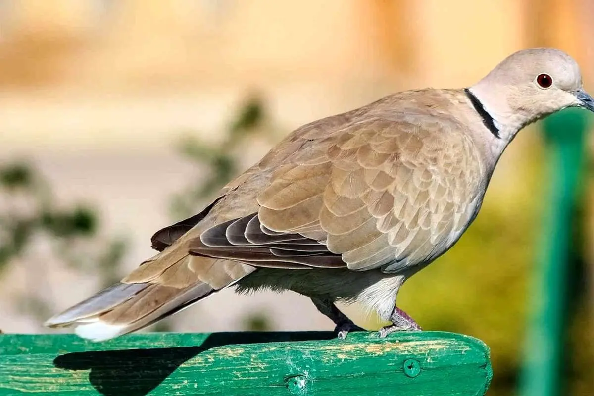 (ویدئو) کودک فلسطینی «یاکریم» شکار کرد