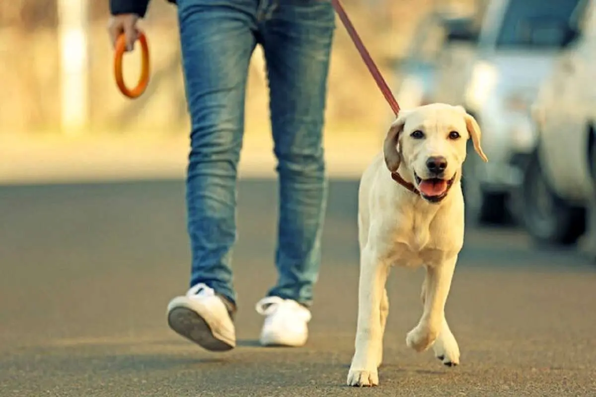 سگ‌گردانی خونین با حضور تبعه خارجی