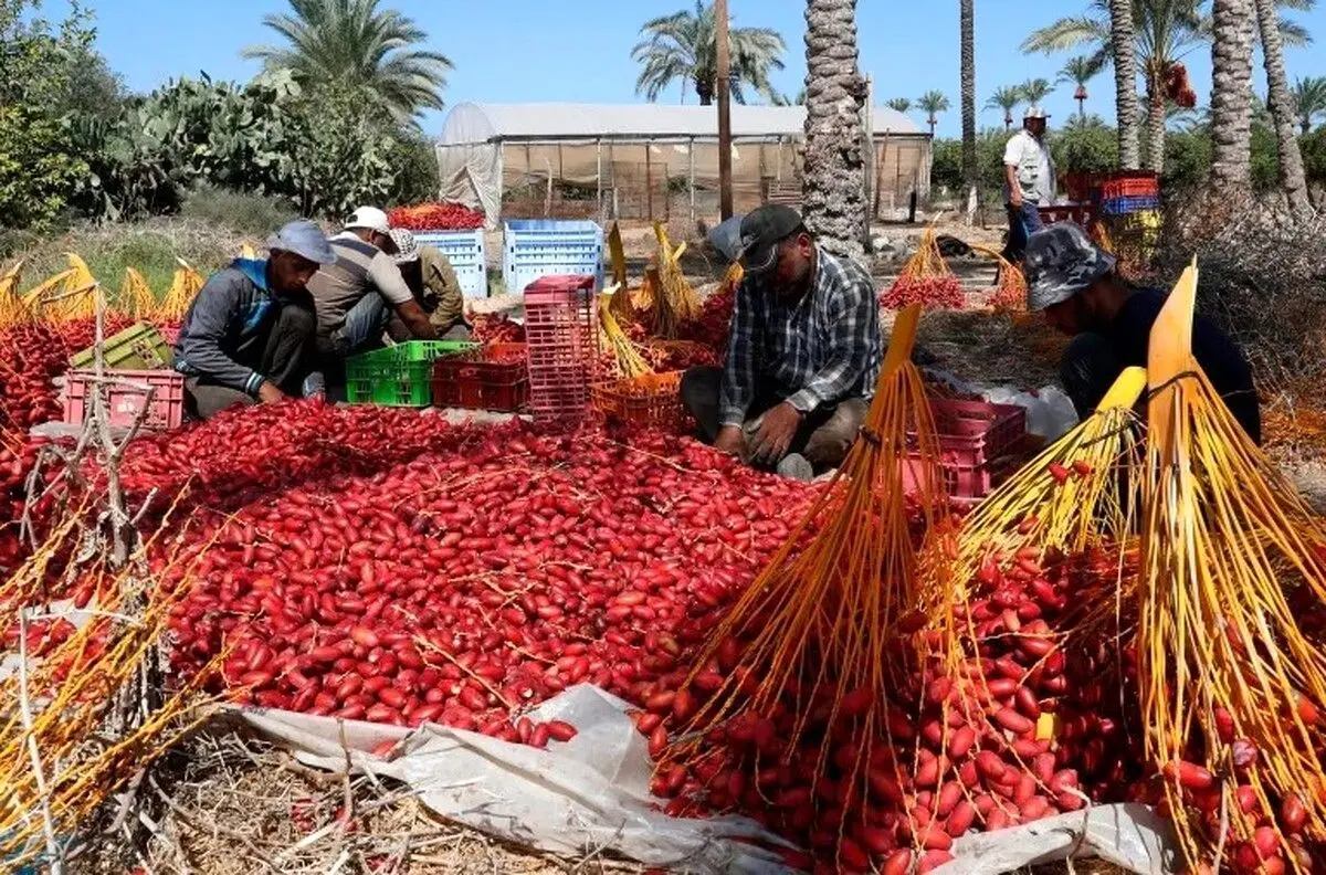 «طلای سرخ» در خون