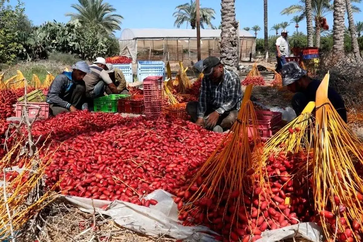 «طلای سرخ» در خون