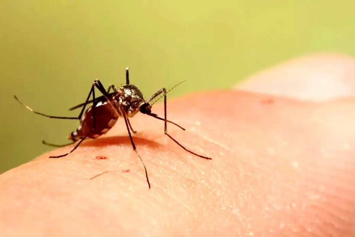 هشدار! تب دنگی با مکمل‌های غذایی درمان نمی‌شود