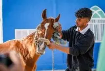 تصاویر؛ حرکت اسب‌سواران به سوی حرم رضوی