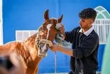تصاویر؛ حرکت اسب‌سواران به سوی حرم رضوی