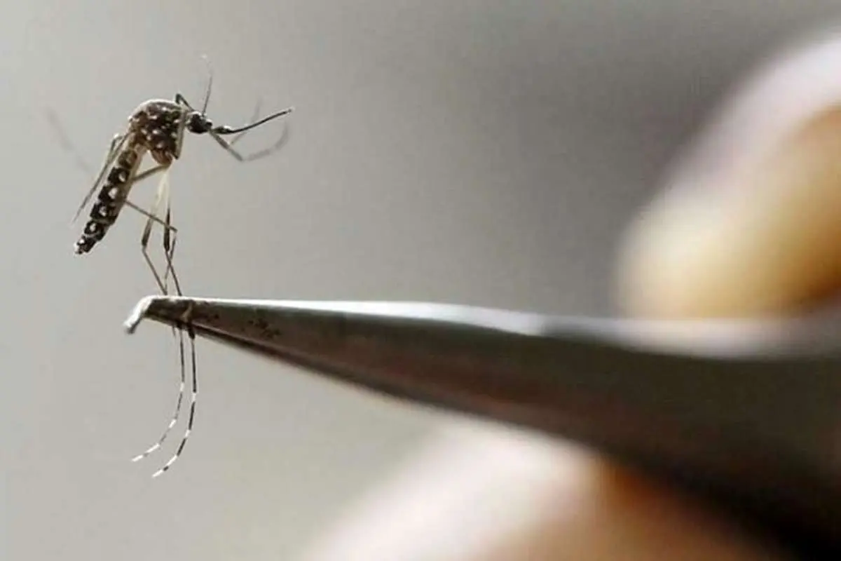 تفاوت آئدس با سایر پشه‌ها در چیست؟