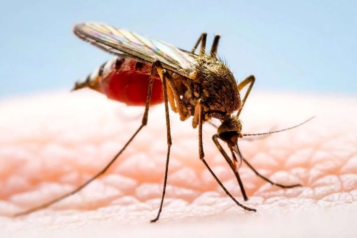 هشدار در ایران؛ شیوع بدترین نوع تب دنگی