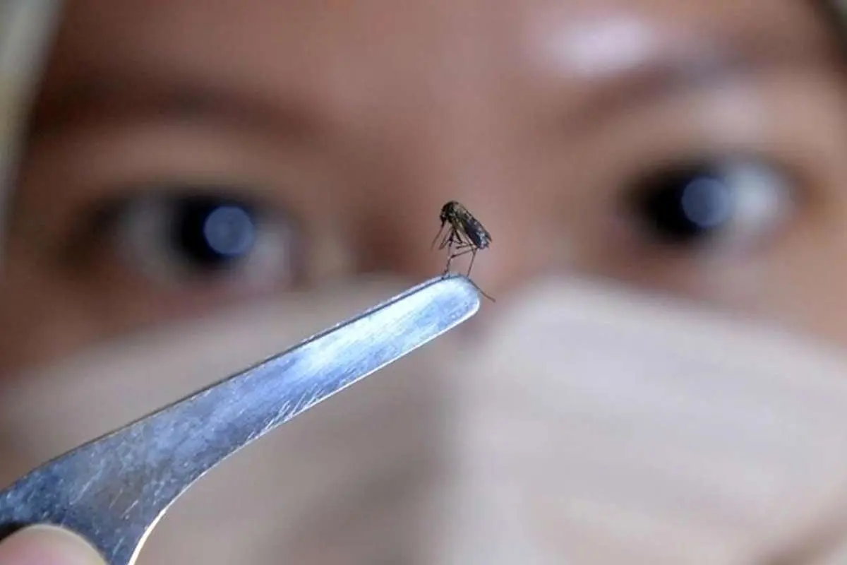 تب دنگی در یک قدمی اپیدمی؛ ۱۴۹ نفر مبتلا شدند