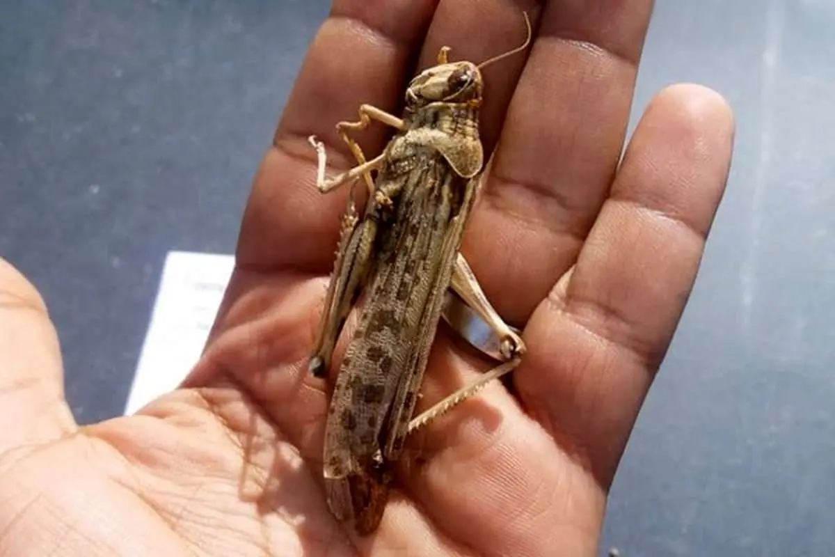 (ویدئو) حمله ملخ‌هایی به بزرگی کف دست به جنگل‌های زاگرس