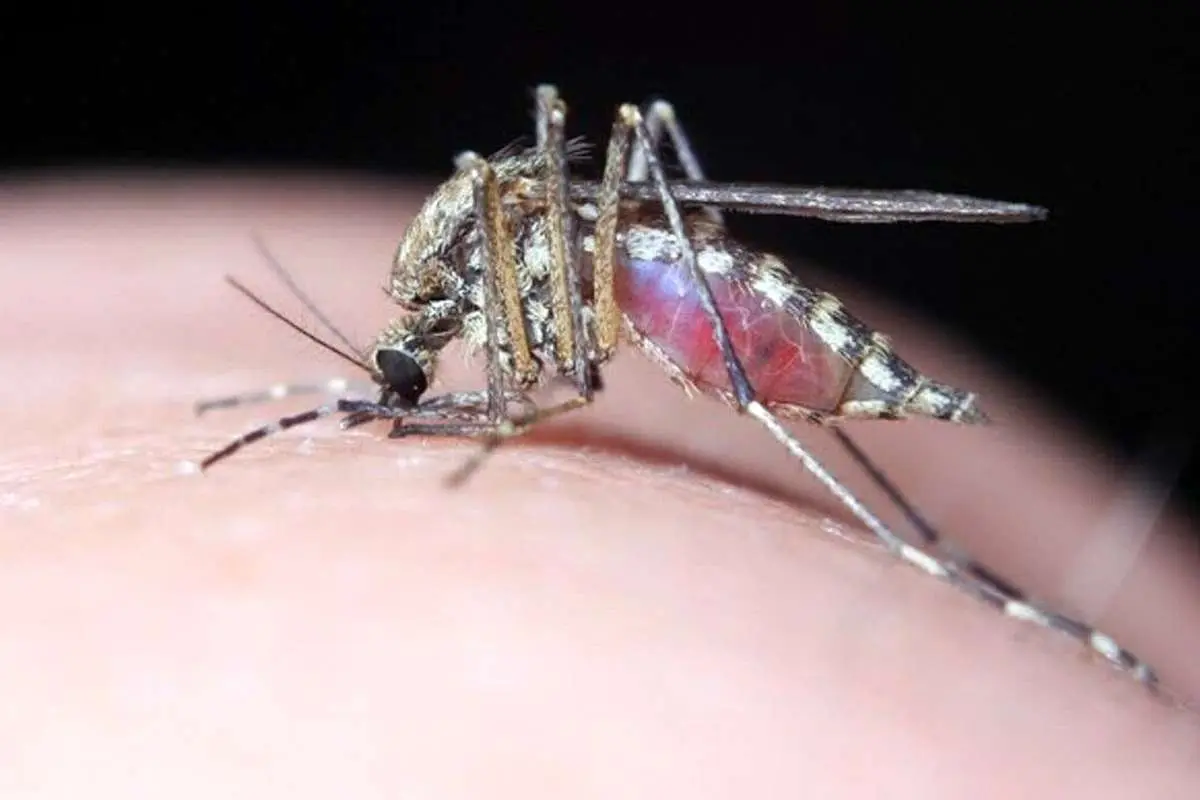 تمام واقعیت‌ها در مورد تب دنگی؛ چطور از آن در امان بمانیم؟