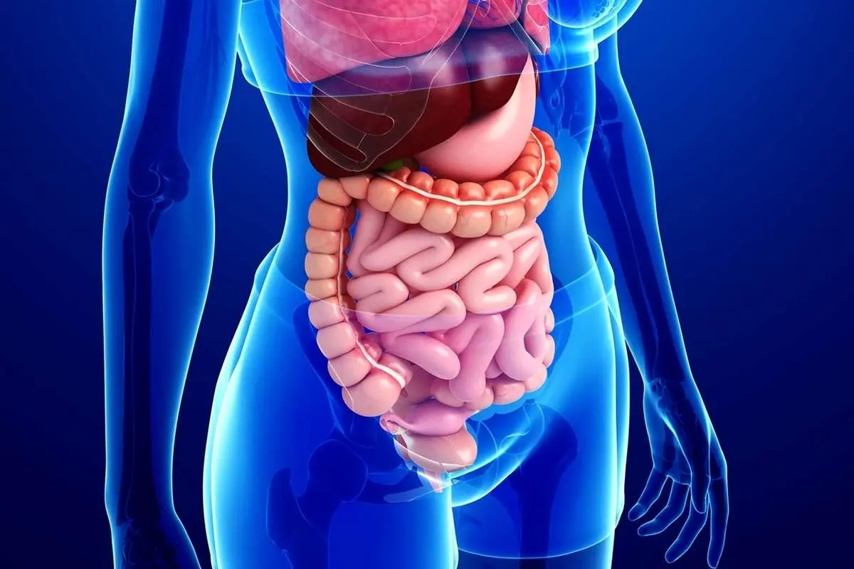 چگونه سلامت سیستم گوارش خود را افزایش دهیم؟