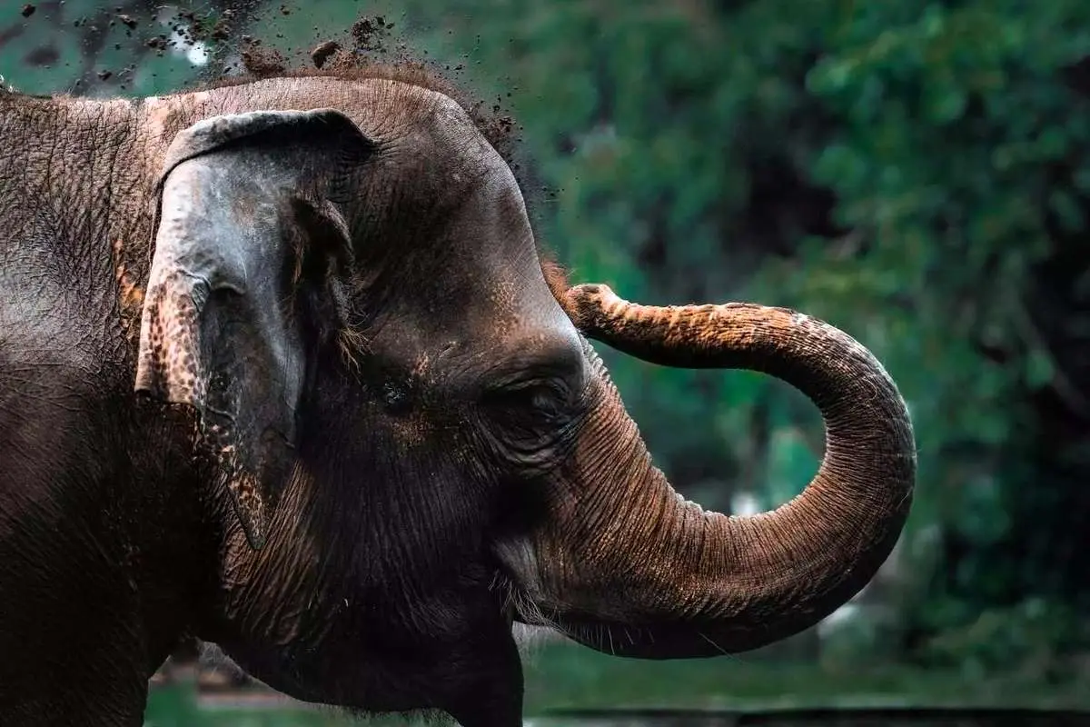 بیانیه کمبریج: حیوانات «آگاهی» دارند