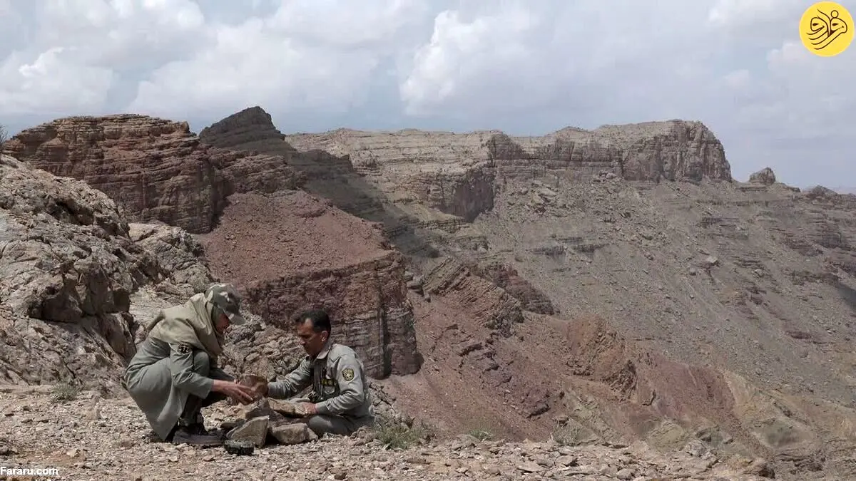 (عکس) ثبت تصویری تازه از خانواده پلنگ در عباس‌آباد نایین