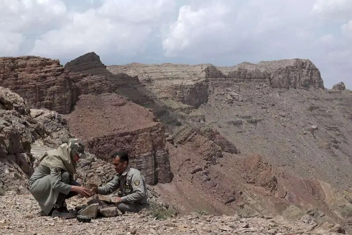 (عکس) ثبت تصویری تازه از خانواده پلنگ در عباسآباد نایین