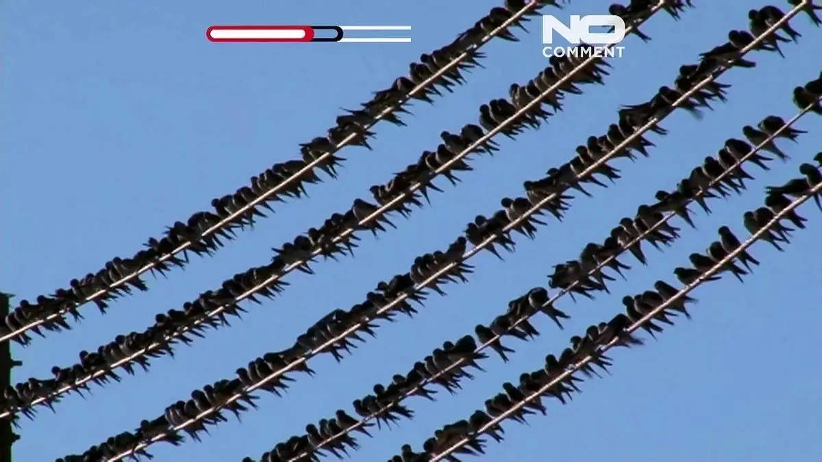 (ویدئو) هجوم پرستوها به یک روستا