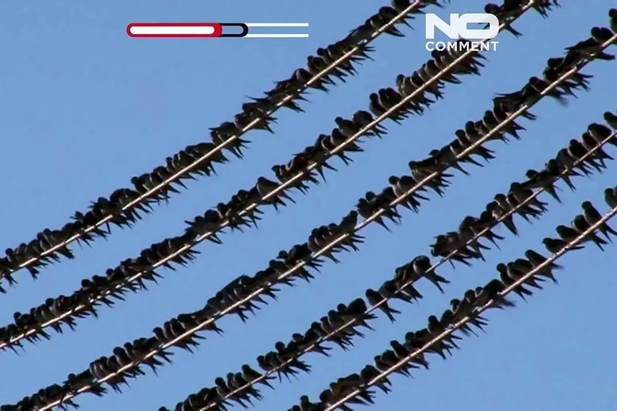 (ویدئو) هجوم پرستوها به یک روستا