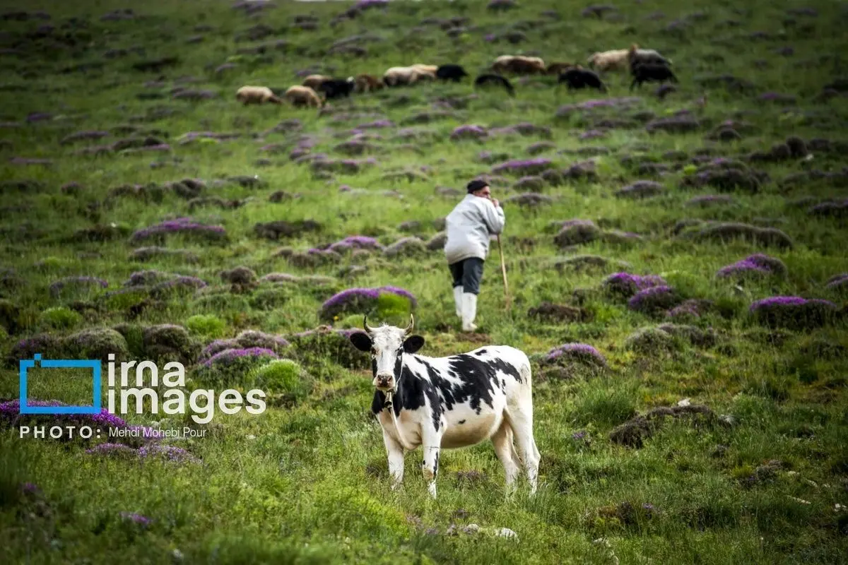 (تصاویر) ییلاق در کوهستان