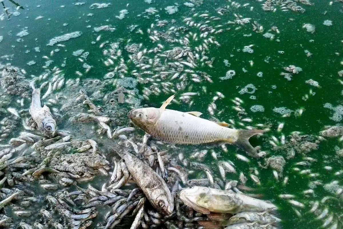 (ویدئو) مرگ تلخ ماهی‌ها در هورالعظیم