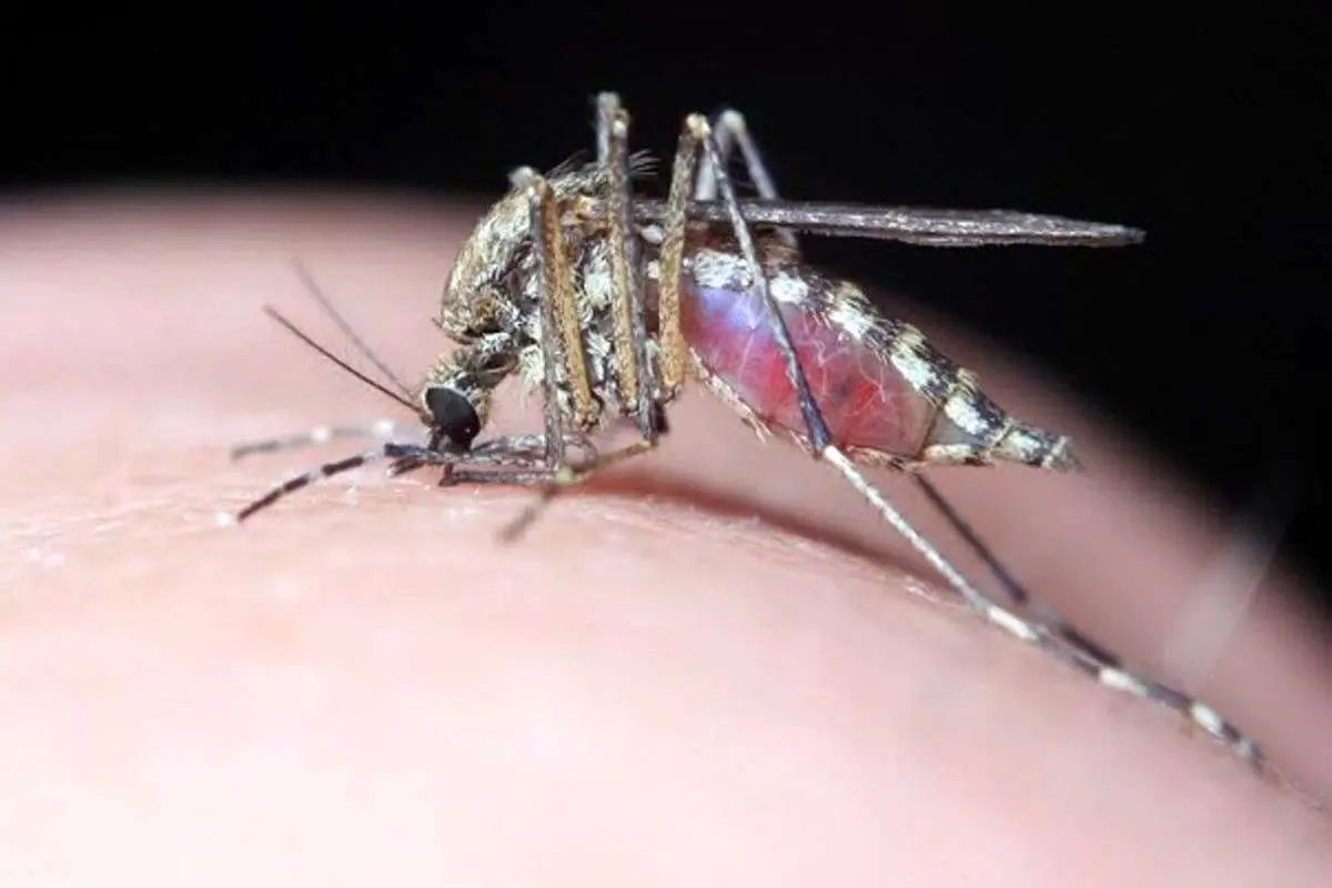 (ویدئو) پای تب دنگی هنوز به پایتخت باز نشده است