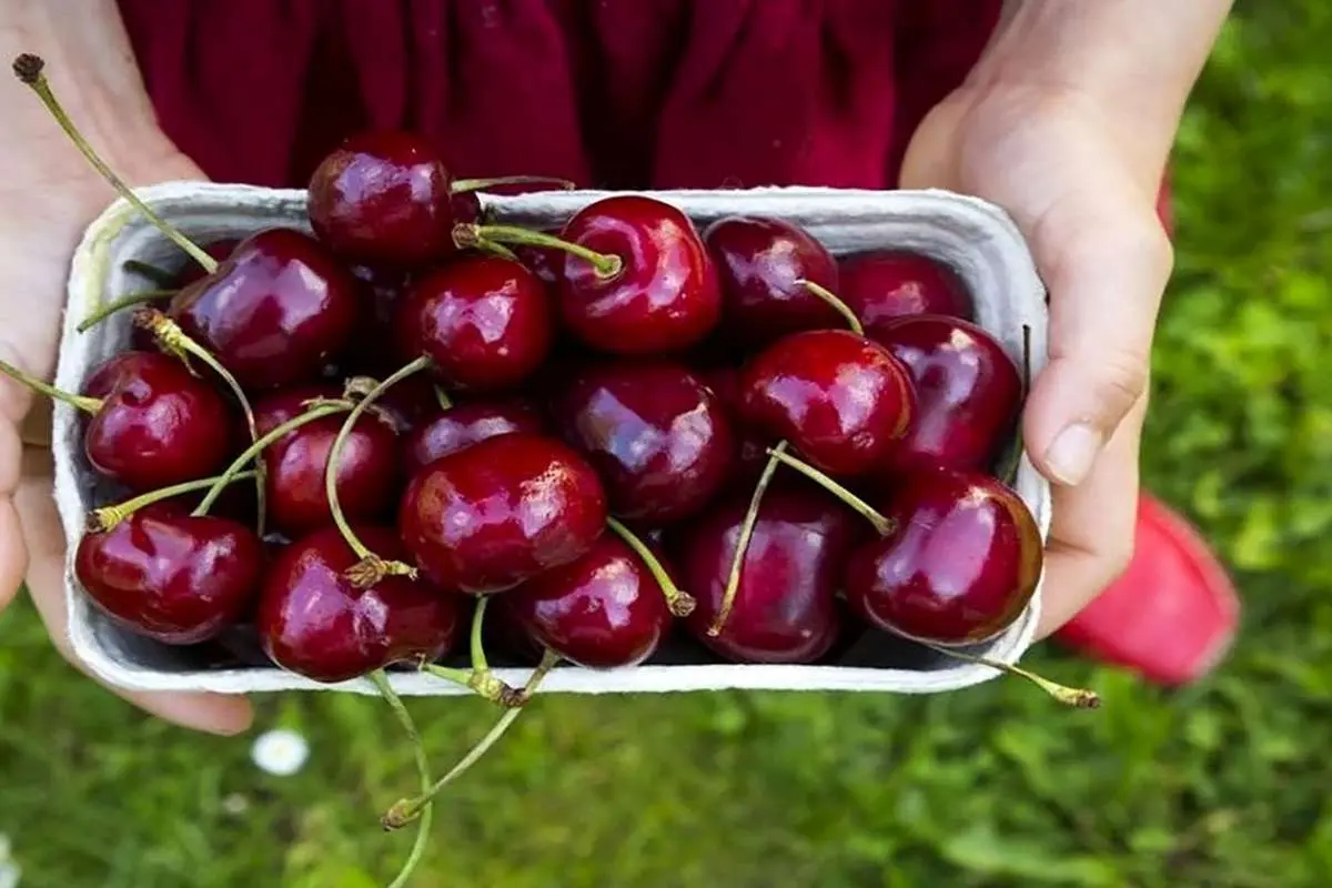 زیاده روی در مصرف گیلاس چه ضرر‌هایی دارد؟